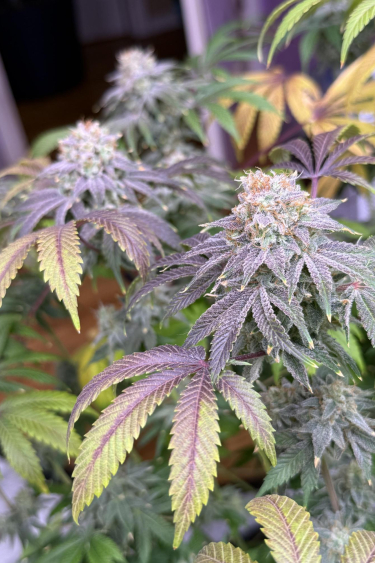 Instagram Lemon Mandarin