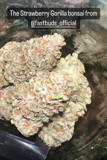 Strawberry Gorilla Auto