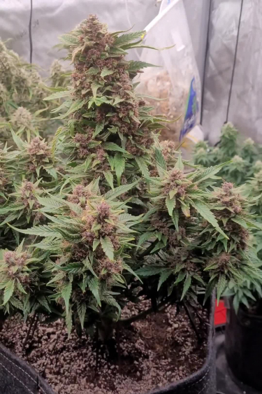 Wedding Glue Auto