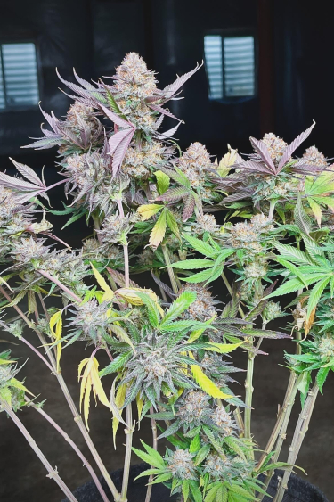 Instagram Orange Sherbet FF