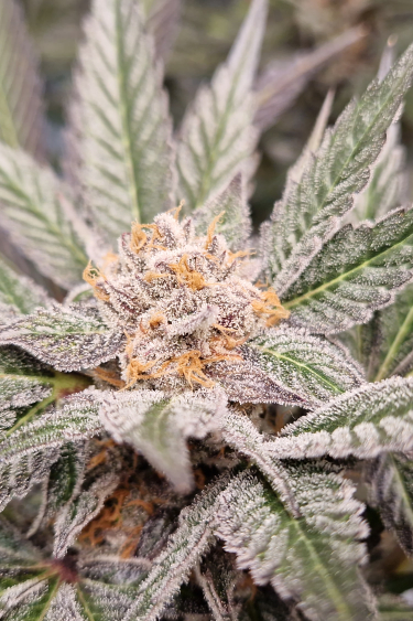 Instagram Lemon Mandarin