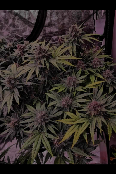 Tropicana Cookies Auto