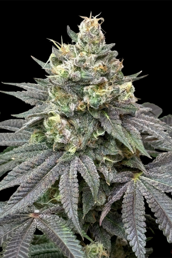 Instagram Lemon Cherry Runtz