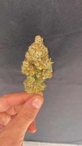 Instagram Lemon AK Auto