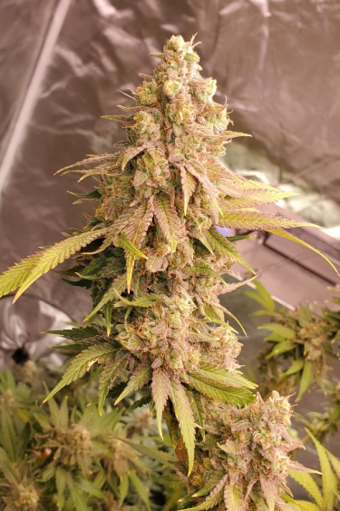 Instagram Lemon Mandarin