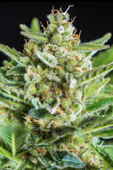 Instagram Strawberry Banana Auto