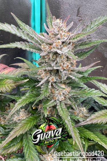 Instagram Guava Auto