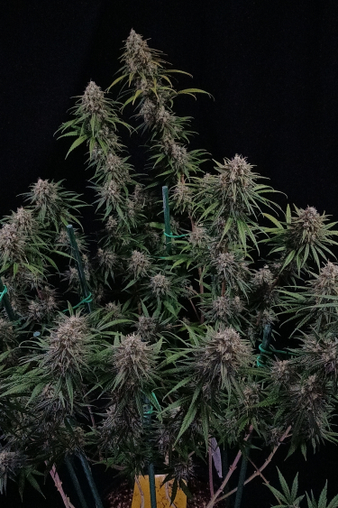 Instagram Wedding Cheesecake FF