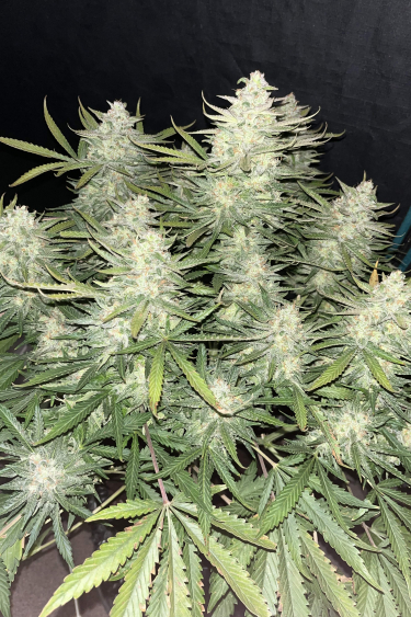 Instagram Strawberry Banana Auto