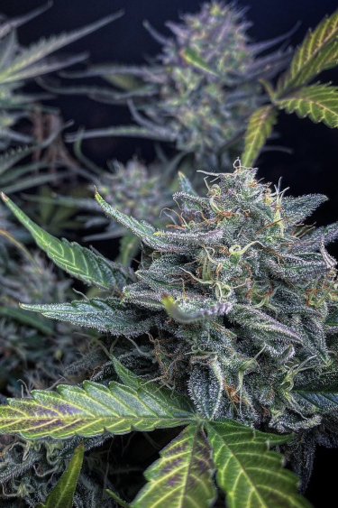 Instagram Amnesia Z Auto