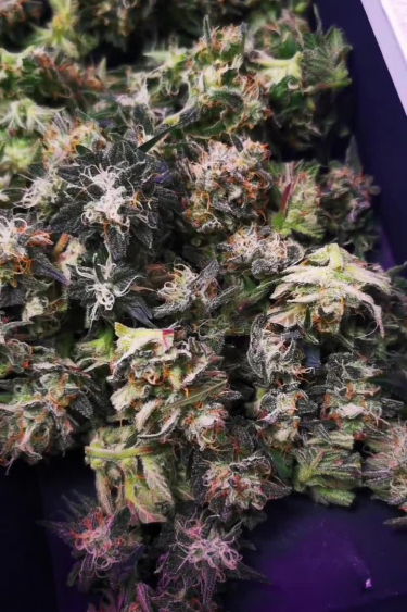 Kosher Cake Auto