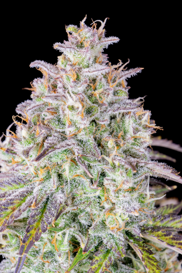 Instagram Mimosa Cake Auto