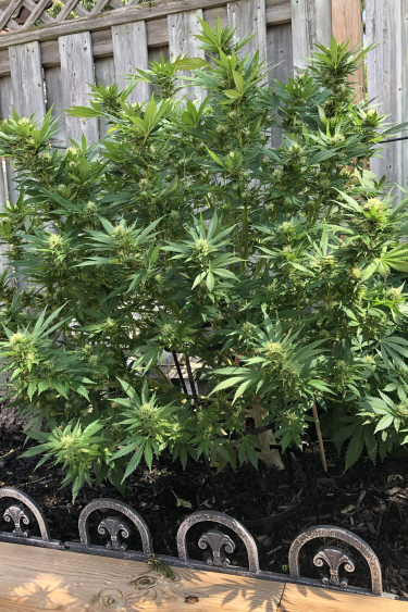 Instagram CBD Auto 11 CBD Crack