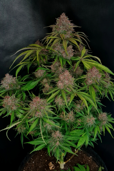 Instagram Gorilla Punch Auto