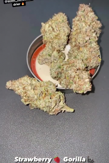 Strawberry Gorilla Auto