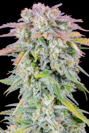 Instagram Afghan Kush Auto