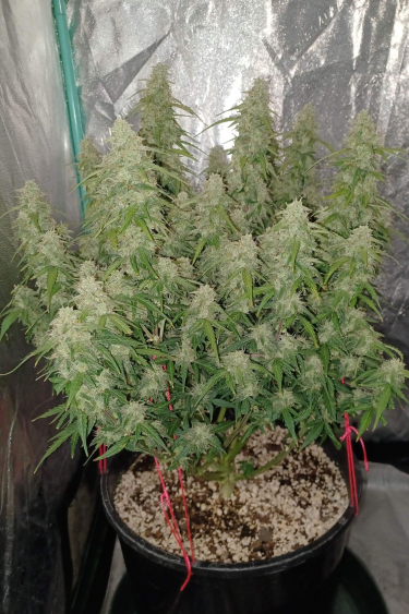 Instagram Blueberry Auto