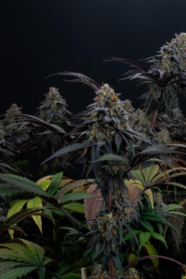 Instagram Lemon Cherry Runtz