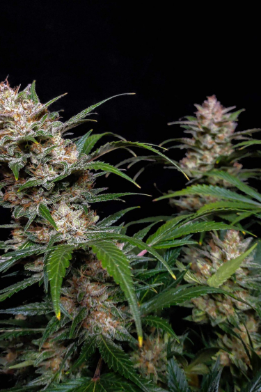 Instagram Pineapple Express Auto