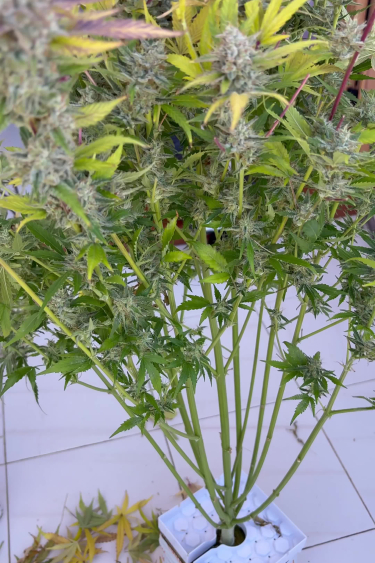 Instagram Papaya Cookies Auto