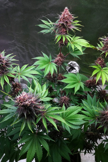 Instagram Purple Lemonade FF