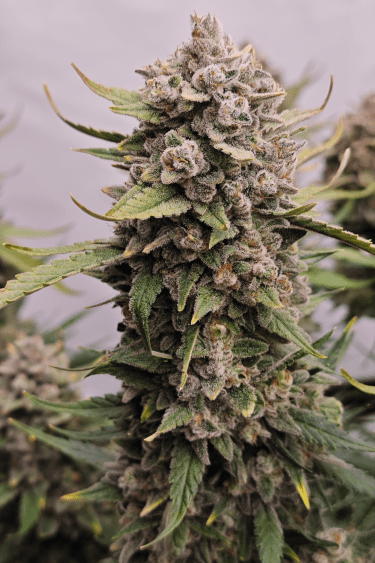 Instagram Papaya Cookies Auto