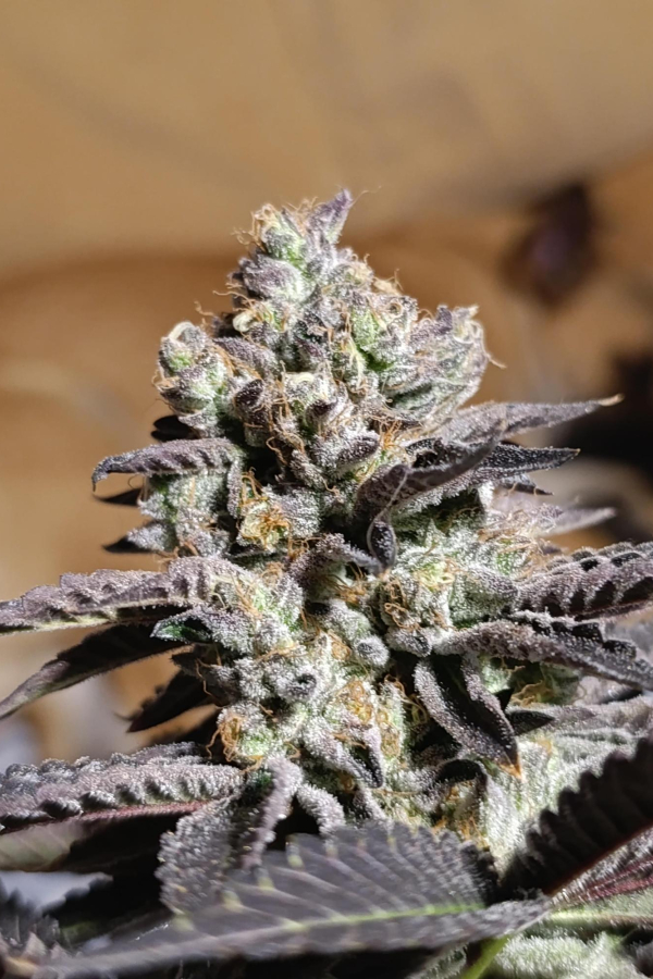 Instagram Biscotti Gelato