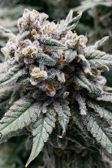 Instagram Wedding Cheesecake FF