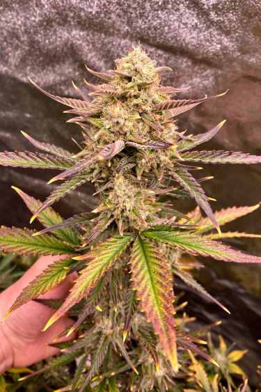 Instagram Guava Auto