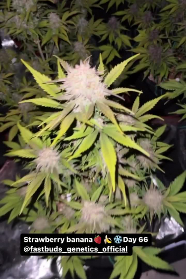 Strawberry Banana Auto