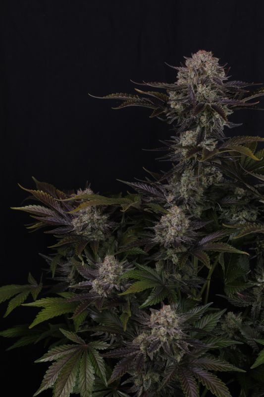 Instagram Frostbanger Auto