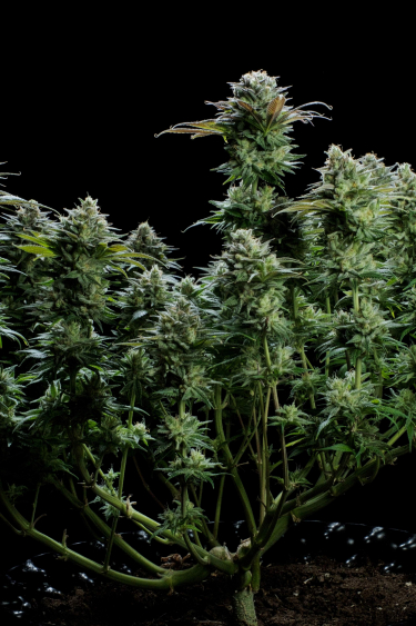 Instagram GG4 Sherbet FF