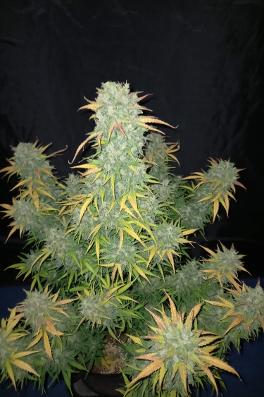 Instagram Californian Snow Auto