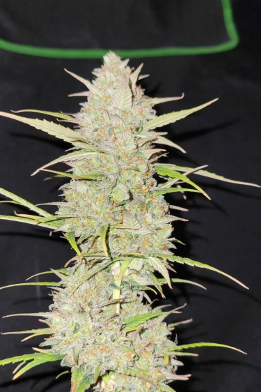 Instagram Moby Dick Auto