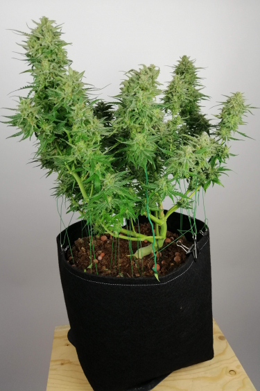 Instagram Smoothie Auto