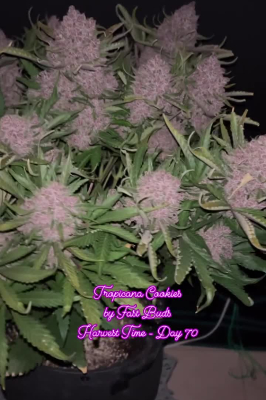 Tropicana Cookies Auto