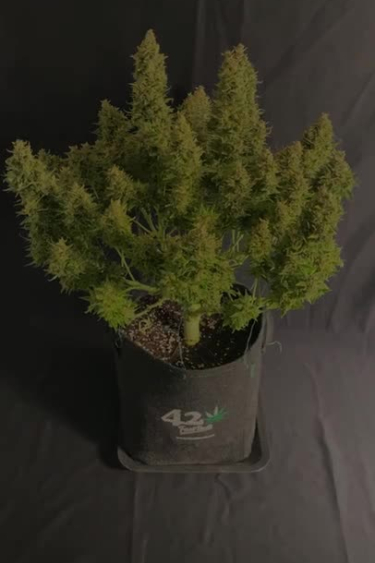 Instagram Sour Jealousy Auto