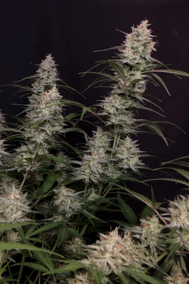 Instagram Bruce Banner Auto