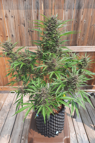 Instagram Wedding Glue Auto