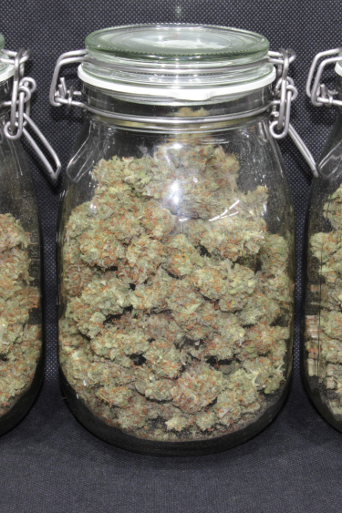 Instagram Cheese Auto