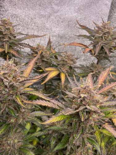 Instagram Cream Cookies Auto