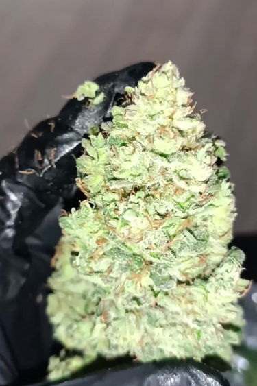 Strawberry Banana Auto