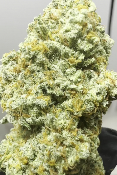 Instagram Stardawg Auto