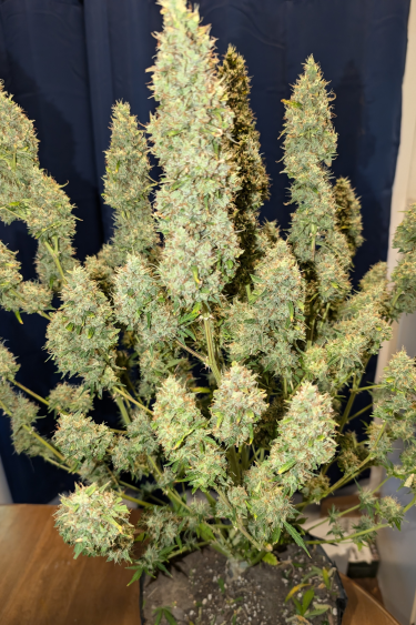 Instagram Guava Auto