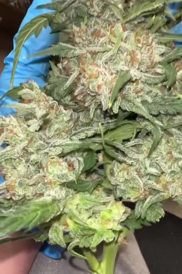 Instagram Trainwreck Auto