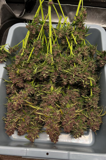 Instagram Banana Purple Punch Auto