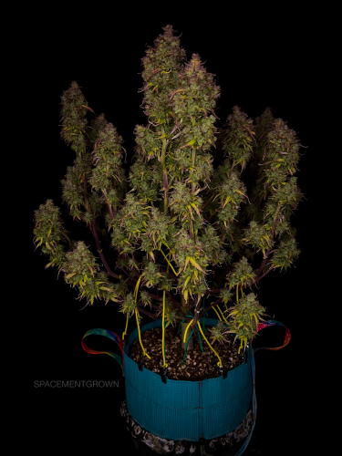 Instagram Amnesia Z Auto