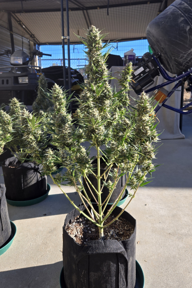 Instagram Super Boof Auto