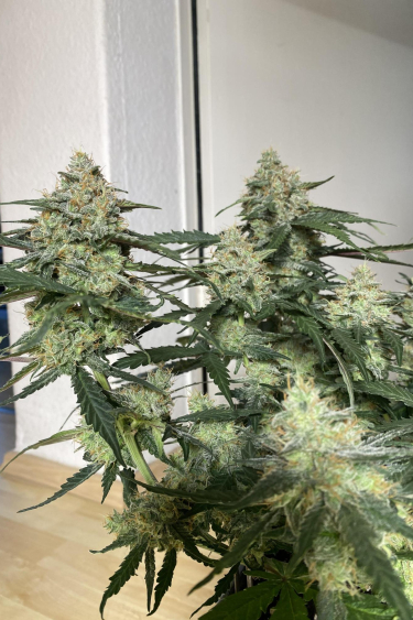 Instagram Cinderella Auto