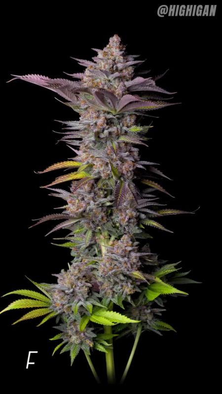 Tropicana Cookies FF @highigan IG 2